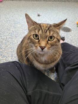 Domestic Short Hair Cats Available for Adoption in Angola, Indiana - Leslie (Kitty) | PetCurious