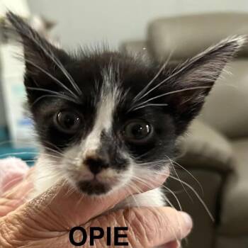 Opie -  Domestic Short Hair Cat for Adoption in South Elgin, Illinois - Opie | PetCurious