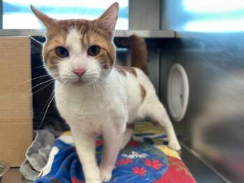 ASCOT -  Domestic Short Hair Cat for Adoption in Boston, Massachusetts - ASCOT | PetCurious