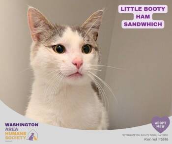 Domestic Short Hair Cats Available for Adoption in Eighty Four, Pennsylvania - Little Booty Ham Sandwich | PetCurious