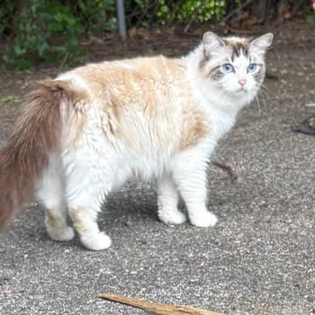 Jewely -  Domestic Medium Hair Cat for Adoption in Philadelphia, Pennsylvania - Jewely | PetCurious