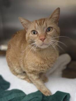 Hardy -  Domestic Short Hair Cat for Adoption in Westland, Michigan - Hardy | PetCurious