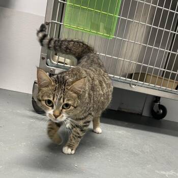 Princess Rosalina -  Domestic Short Hair Cat for Adoption in Crookston, Minnesota - Princess Rosalina | PetCurious