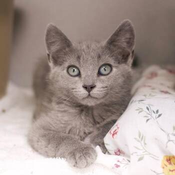 Squirtle -  Domestic Long Hair Cat Available for Adoption in Los Angeles, California - Squirtle | PetCurious
