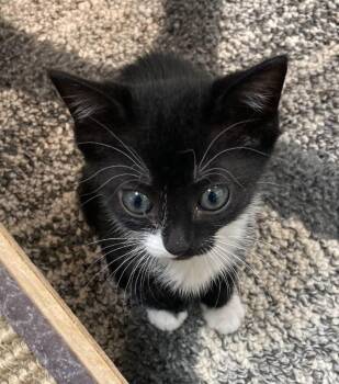 Rescue Domestic Short Hair Cats for Adoption in Philadelphia, Pennsylvania - Daniella | PetCurious