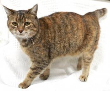 Trixie -  Domestic Short Hair Cat for Adoption in Thief River Falls, Minnesota - Trixie | PetCurious