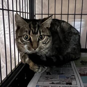 Maya -  Domestic Short Hair Cat for Adoption in Waldorf, Maryland - Maya | PetCurious