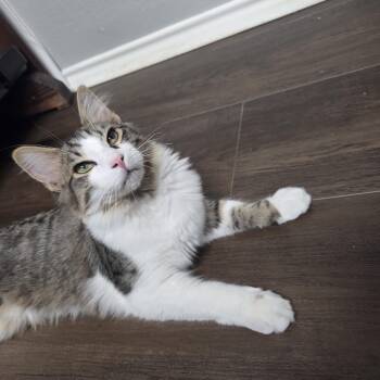 Jasper MS -  Domestic Short Hair Cat for Adoption in Schertz, Texas - Jasper MS | PetCurious