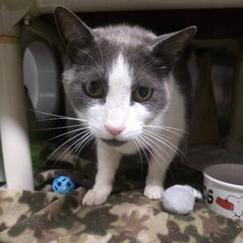 Trader Joe -  Domestic Short Hair Cat for Adoption in Kennebunk, Maine - Trader Joe | PetCurious