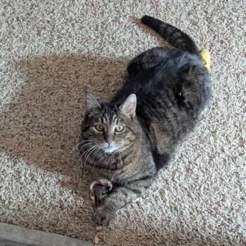 Domestic Short Hair Cats Available for Adoption - Sarge--In Foster | PetCurious