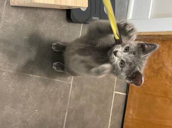 Rescue Domestic Short Hair Cats for Adoption in Omaha, Nebraska - HORATIO  FFC00293 | PetCurious