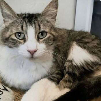 Mama Bunny -  Domestic Medium Hair Cat for Adoption in Larkfield-wikiup, California - Mama Bunny | PetCurious