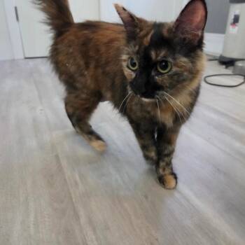 Flora -  Domestic Medium Hair Cat Available for Adoption in Brea, California - Flora | PetCurious