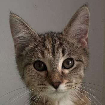 Nilla -  Domestic Short Hair Cat for Adoption in Auburn, Nebraska - Nilla | PetCurious