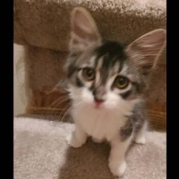 Peep -  Domestic Medium Hair Cat for Adoption in Prescott, Arizona - Peep | PetCurious