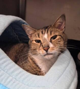 Tigger -  Domestic Short Hair Cat for Adoption in Liverpool, New York - Tigger | PetCurious