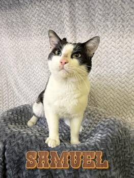 Domestic Short Hair Cats Available for Adoption in Boerne, Texas - Samuel | PetCurious