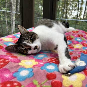 Amberly -  Tabby Cat for Adoption in Maple Ridge, British Columbia - Amberly | PetCurious