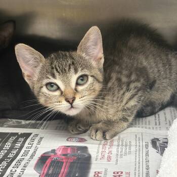 Vega -  Domestic Short Hair Cat Available for Adoption in Milton, Florida - Vega | PetCurious