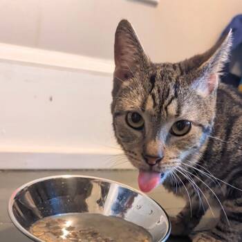 Domestic Short Hair Cats Available for Adoption in York, Pennsylvania - Sir Archibald The 5th | PetCurious