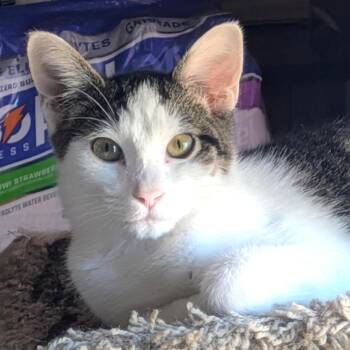 Johnny Walker Llanos -  Domestic Short Hair Cat for Adoption in Merrifield, Virginia - Johnny Walker Llanos | PetCurious