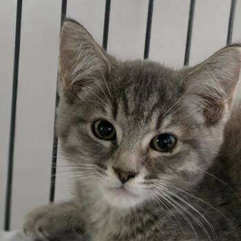 Marlowe -  Domestic Short Hair Cat for Adoption in Muncie, Indiana - Marlowe | PetCurious