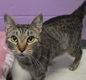 Zebra -  Domestic Short Hair Cat for Adoption - Zebra | PetCurious