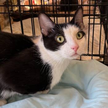 Rescue Domestic Short Hair Cats for Adoption in Stanhope, New Jersey - Mandy | PetCurious