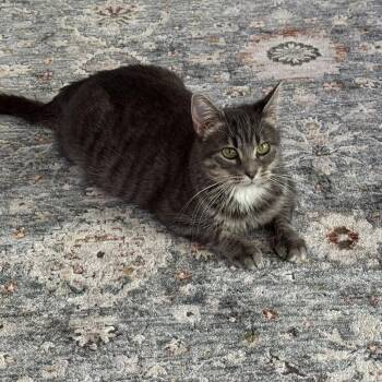Kiara -  Domestic Short Hair Cat for Adoption in Gainesville, Florida - Kiara | PetCurious