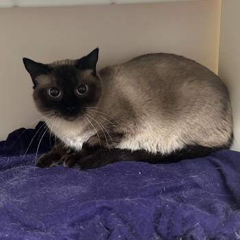 Siamese Cats Available for Adoption in Salisbury, Massachusetts - Mallory | PetCurious