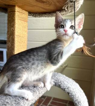 Ash -  Domestic Short Hair Cat for Adoption in Bossier City, Louisiana - Ash | PetCurious