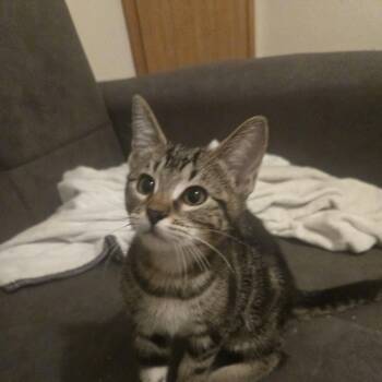 Mistery -  Domestic Short Hair Cat for Adoption in Liverpool, Texas - Mistery | PetCurious