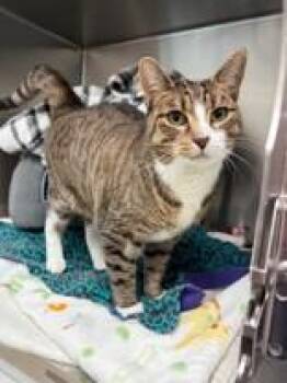 Pish -  Domestic Short Hair Cat for Adoption in Whitby, Ontario - Pish | PetCurious