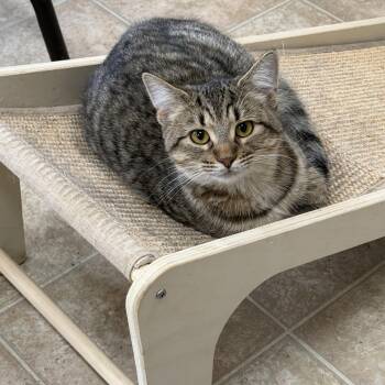 Domestic Short Hair Cats Available for Adoption in Toledo, Ohio - Ava | PetCurious