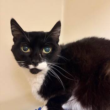 Paws -  Domestic Short Hair Cat for Adoption in Harrisonburg, Virginia - Paws | PetCurious