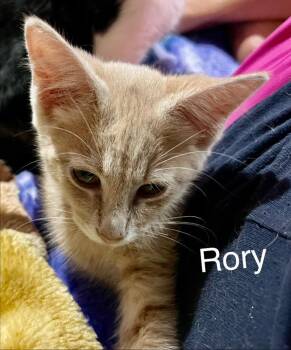 Rory -  Domestic Short Hair Cat for Adoption in Cromwell, Kentucky - Rory | PetCurious