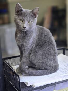 Domestic Short Hair Cats Available for Adoption - Six (6) | PetCurious