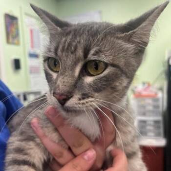 Biscuit -  Domestic Short Hair Cat for Adoption in Austin, Texas - Biscuit | PetCurious