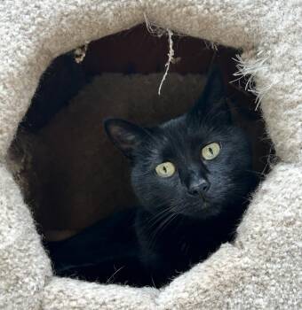 Rescue Domestic Short Hair Cats for Adoption in Maple Ridge, British Columbia - Shirley Temple | PetCurious