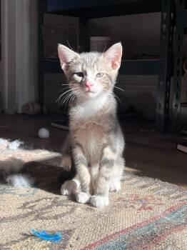 Domestic Short Hair Cats Available for Adoption in Philadelphia, Pennsylvania - Timmy Gunn | PetCurious