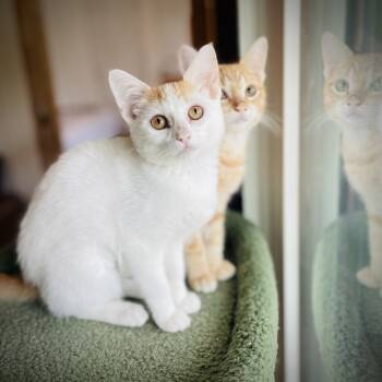 Rescue Domestic Short Hair Cats for Adoption in Fort Worth, Texas - Koi And Kai | PetCurious