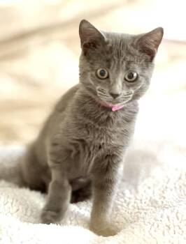 Ruby -  Domestic Short Hair Cat for Adoption in Harrison, New York - Ruby | PetCurious