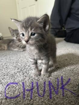 Hendrix -  Domestic Short Hair Cat for Adoption in The Woodlands, Texas - Hendrix | PetCurious