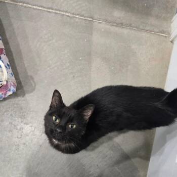 Weasel -  Domestic Short Hair Cat for Adoption in Fairmont, West Virginia - Weasel | PetCurious