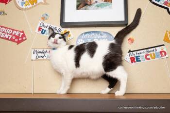 Rescue Domestic Short Hair Cats for Adoption in Parlier, California - Clover | PetCurious