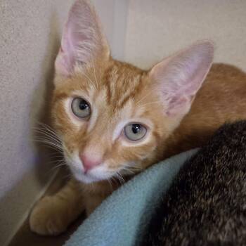 Cody -  Domestic Short Hair Cat for Adoption in Wantagh, New York - Cody | PetCurious