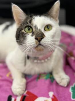 Pearl -  Domestic Short Hair Cat for Adoption in Brewster, New York - Pearl | PetCurious