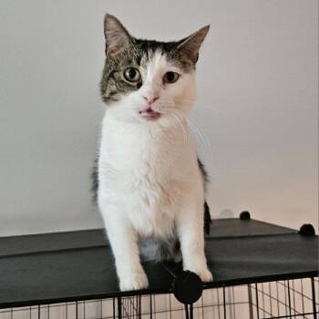 Rescue Domestic Short Hair Cats for Adoption in Tanner, Alabama - Jayne | PetCurious