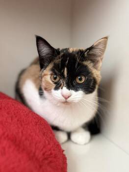 Domestic Short Hair Cats Available for Adoption - Willa | PetCurious