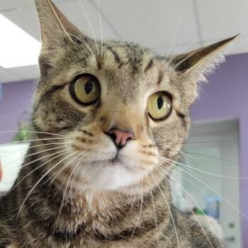 Tabby Cats Available for Adoption in Mazon, Illinois - Goliath | PetCurious